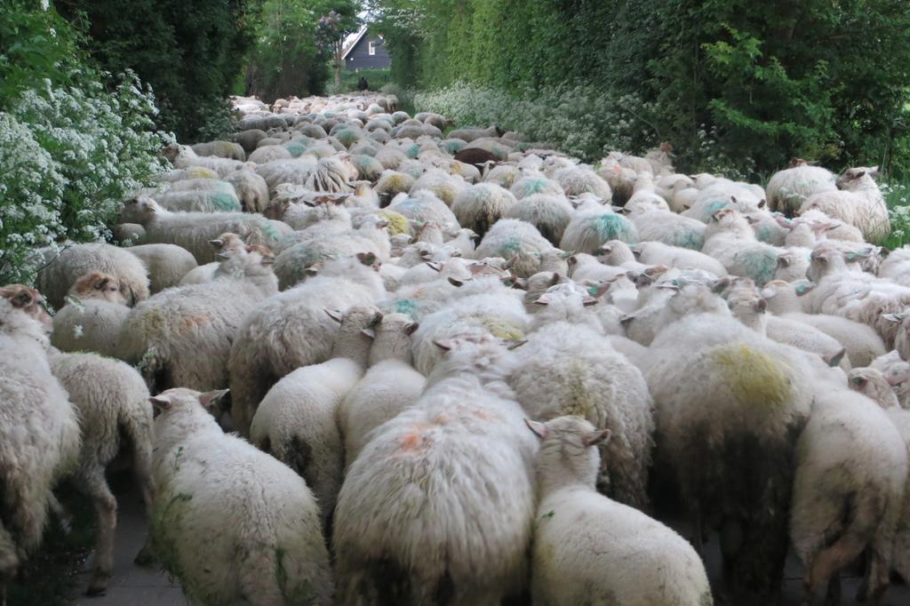 Boerderijcamping Plantlust فيري الغرفة الصورة