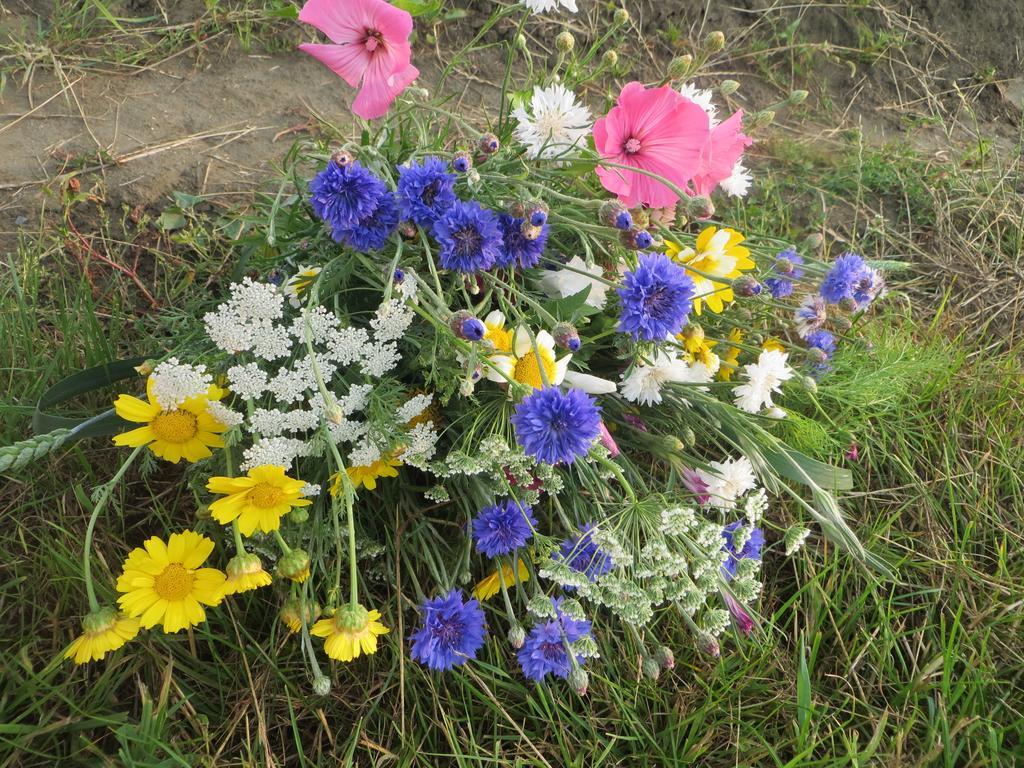 Boerderijcamping Plantlust فيري الغرفة الصورة